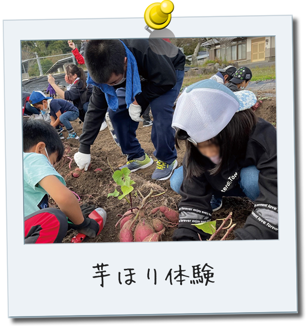 芋ほり体験